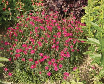 Dianthus deltoides 'Leuchtfunk' ('Flashing Light')