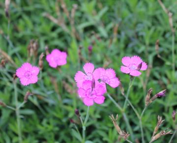 Dianthus deltoides 'Rosea'