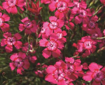 Dianthus deltoides 'Splendens'