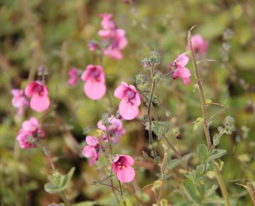 Diascia elegans (fetcaniensis)