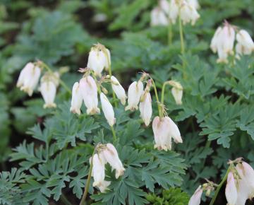 Dicentra formosa 'Aurora'