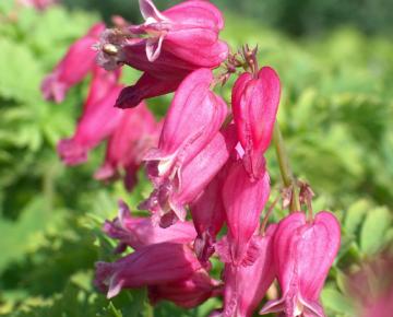 Dicentra formosa 'Luxuriant'