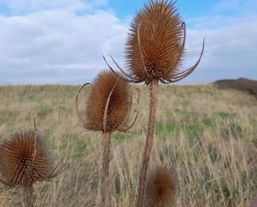 Dipsacus fullonum