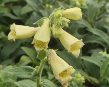 Digitalis grandiflora 'Carillon'