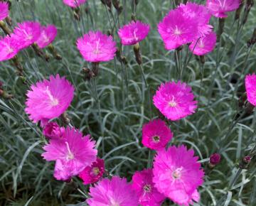 Dianthus gratianopolitanus 'Feuerhexe'