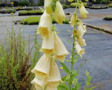 Digitalis grandiflora
