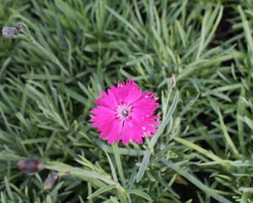 Dianthus gratianopolitanus