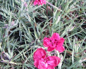 Dianthus gratianopolitanus 'Rotkäppchen'