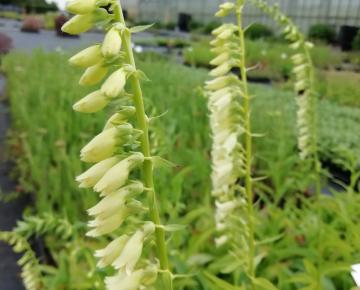 Digitalis lutea