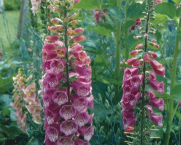 Digitalis mertonensis 'Summer King'
