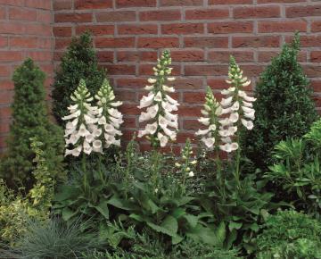 Digitalis purpurea 'Alba'