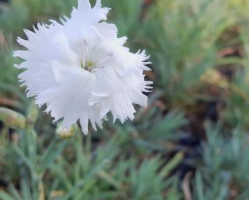 Dianthus plumarius 'Albus Plenus'