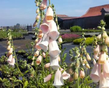 Digitalis purpurea 'Sutton's Apricot'