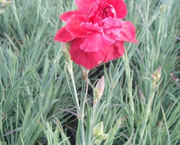 Dianthus plumarius 'David'