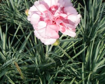 Dianthus plumarius 'Doris'