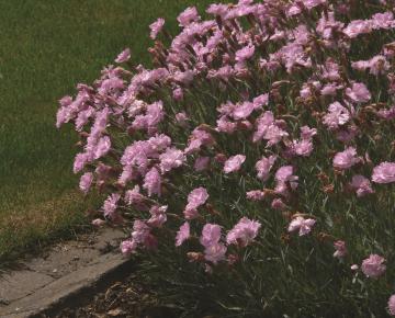 Dianthus plumarius 'Double Rose'