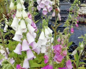 Digitalis purpurea 'Gloxiniiflora'