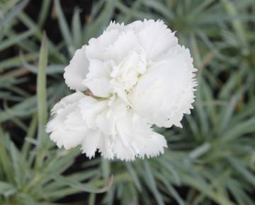 Dianthus plumarius 'Haytor White'