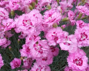 Dianthus plumarius 'Maggi'