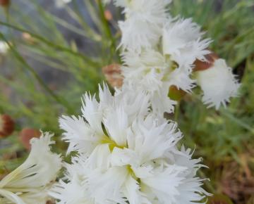 Dianthus plumarius 'Mrs Sinkins'