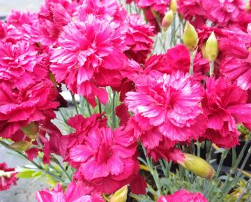 Dianthus plumarius 'Munot'