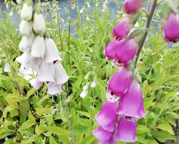Digitalis purpurea 'Pam's Choice'