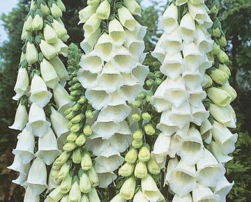 Digitalis purpurea 'Snow Thimble'