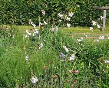 Dierama pulcherrimum 'Album'
