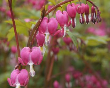 Dicentra spectabilis