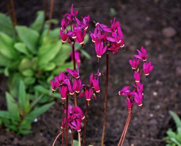 Dodecatheon meadia