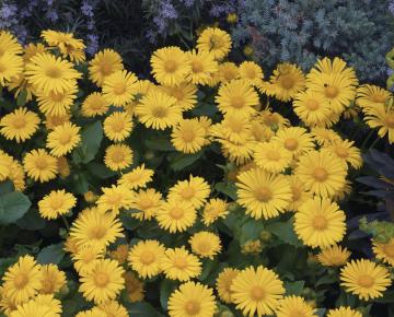 Doronicum orientale 'Little Leo'