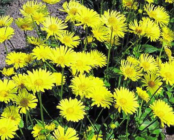 Doronicum orientale 'Magnificum'