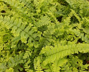 Dryopteris affinis 'Cristata' ('The King') ®