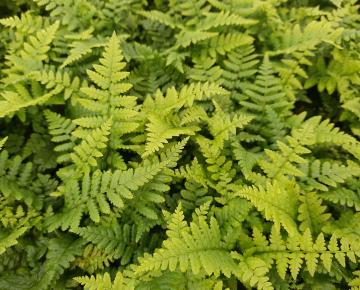 Dryopteris affinis
