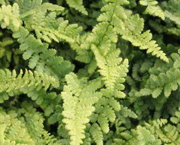 Dryopteris affinis 'Pinderi'