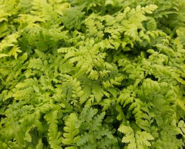 Dryopteris austriaca (dilatata)