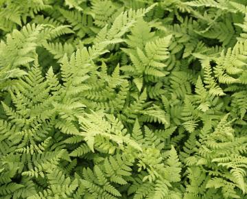 Dryopteris carthusiana
