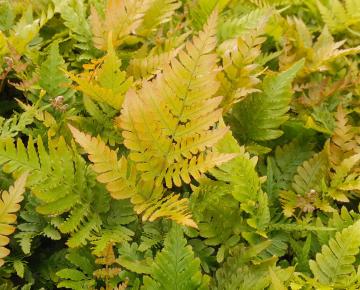 Dryopteris erythrosora