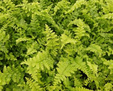 Dryopteris filix-mas 'Barnesi'