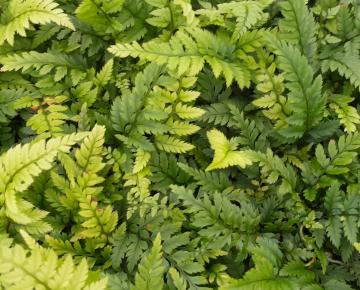 Dryopteris filix-mas 'Crispa Cristata'