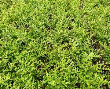 Dryopteris filix-mas 'Linearis Polydactyla'