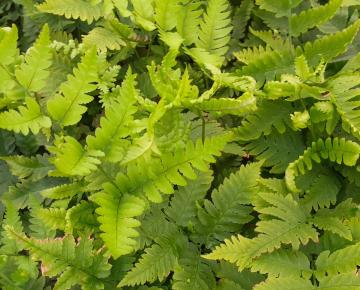 Dryopteris goldiana