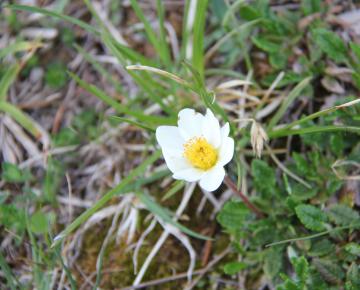 Dryas octopetala (suendermannii)