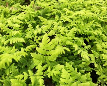 Dryopteris  'Plumosum'