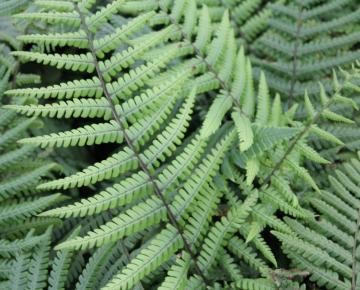 Dryopteris wallichiana