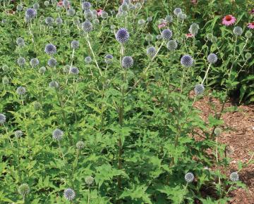 Echinops bannaticus 'Blue Globe'