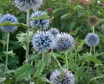 Echinops bannaticus 'Taplow Blue'