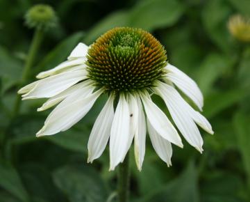 Echinacea purpurea 'Alba'
