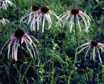 Echinacea pallida