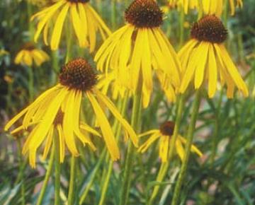 Echinacea paradoxa var. paradoxa